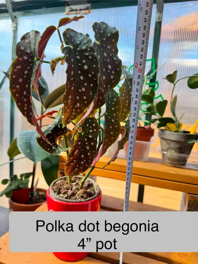 Established Polka Dot Begonia (Maculata) - Robust & Rooted!