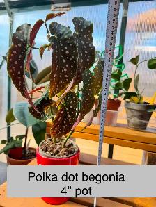 Established Polka Dot Begonia (Maculata) - Robust & Rooted!