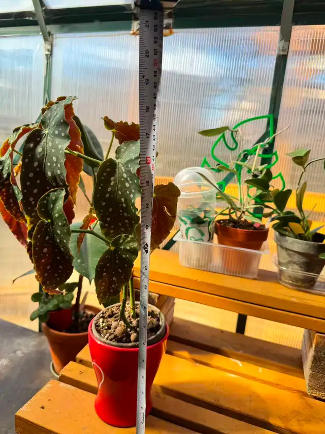 Established Polka Dot Begonia (Maculata) - Robust & Rooted! - Photo 2