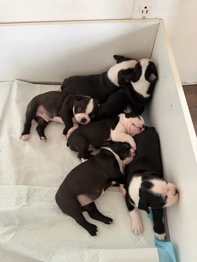 chien Boston terrier purace