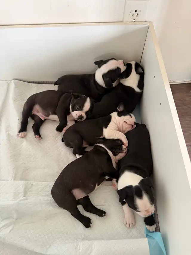 chien Boston terrier purace - Photo 2