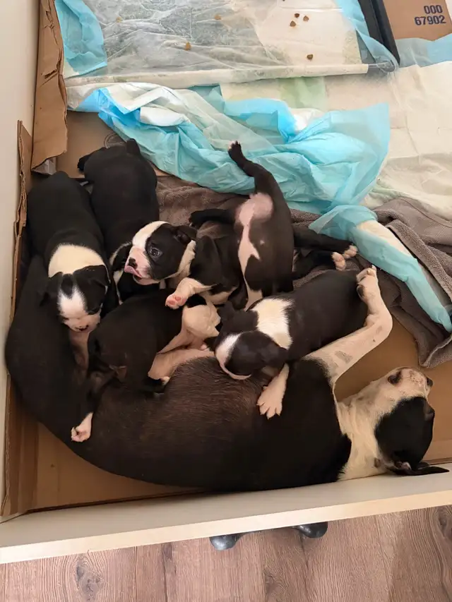 chien Boston terrier purace - Photo 3