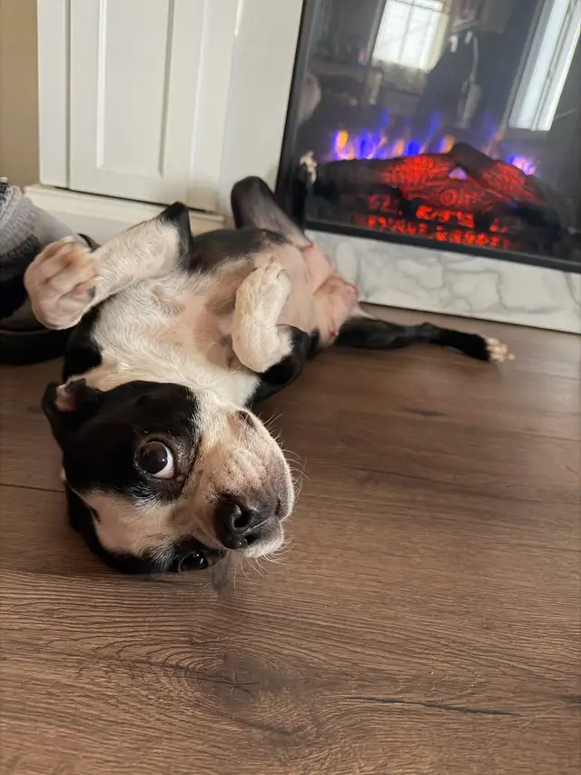 chien Boston terrier purace - Photo 4