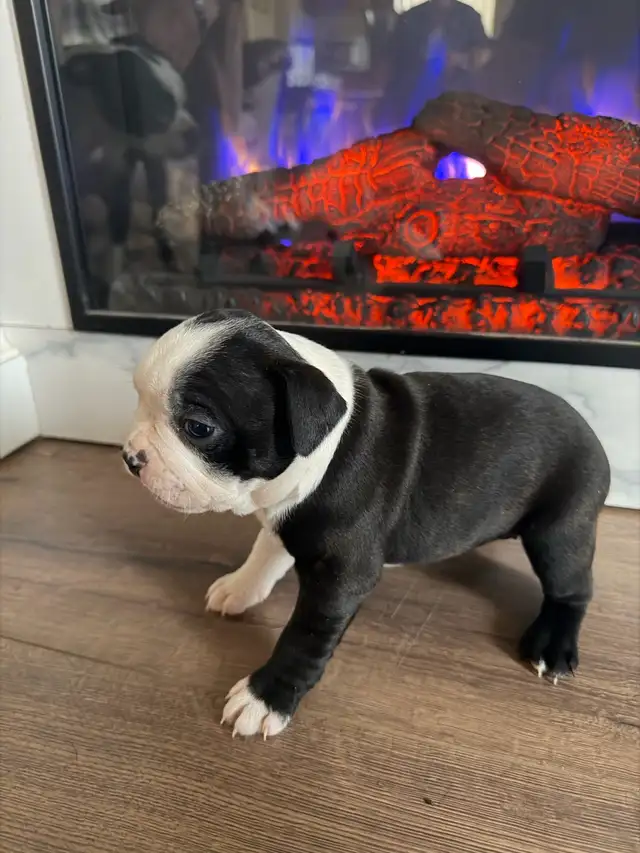 chien Boston terrier purace - Photo 5