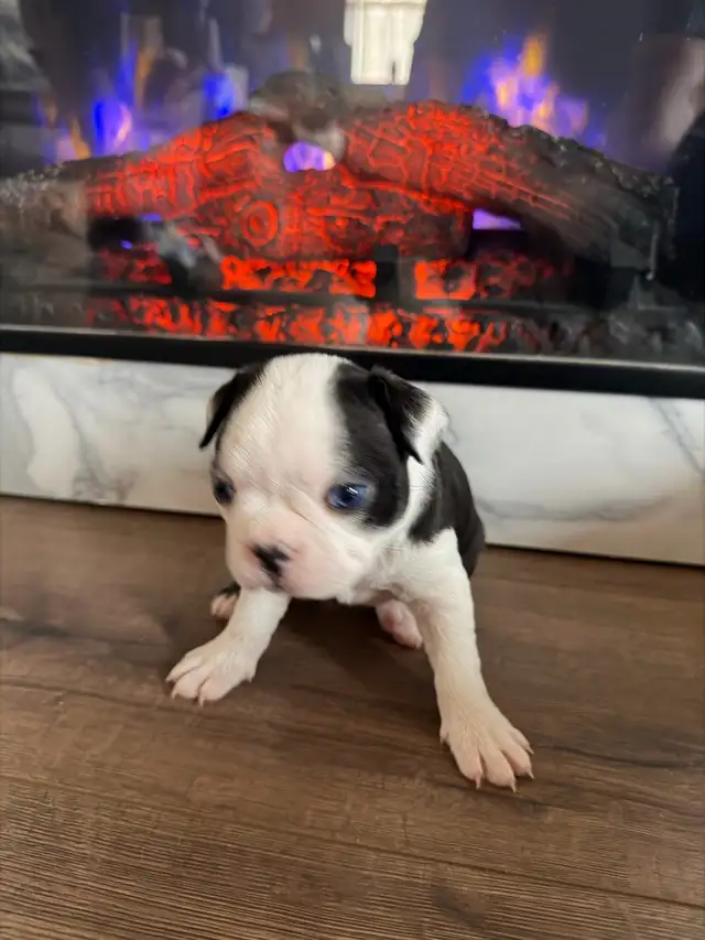 chien Boston terrier purace - Photo 6