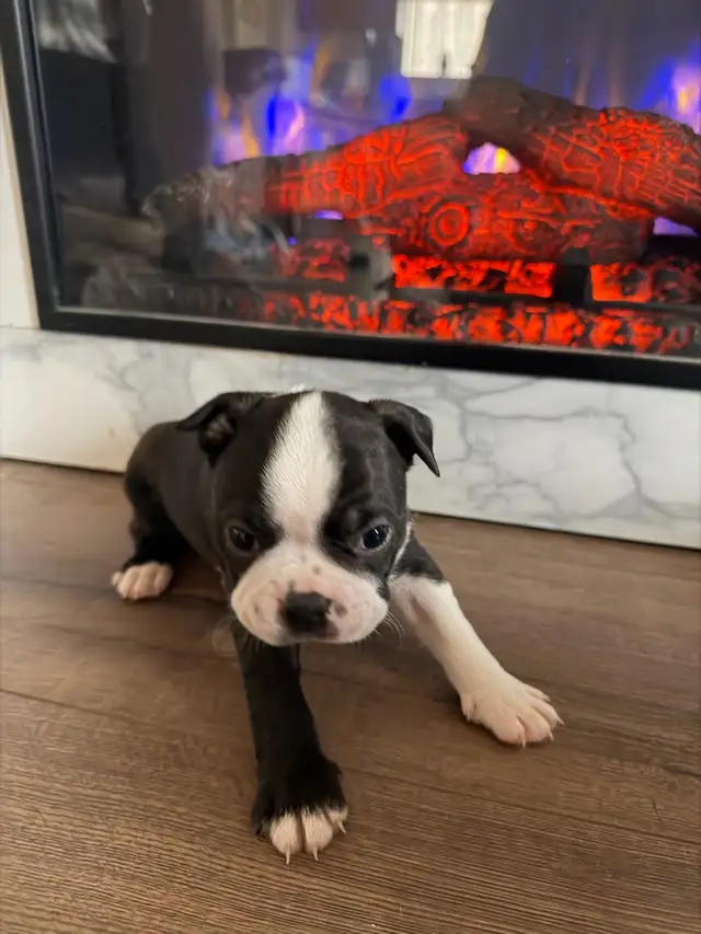 chien Boston terrier purace - Photo 7