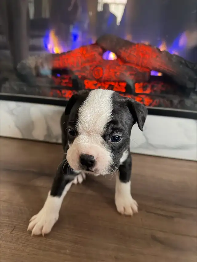 chien Boston terrier purace - Photo 8