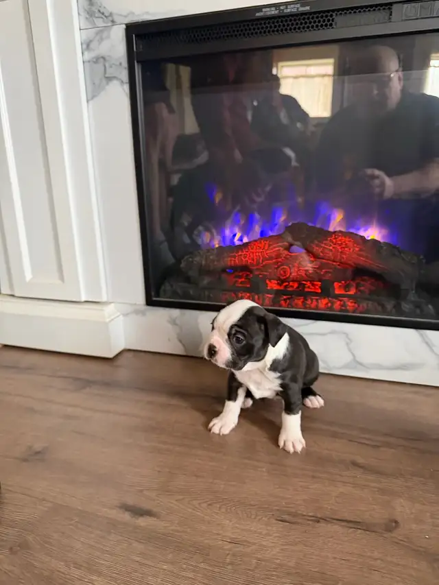 chien Boston terrier purace - Photo 9