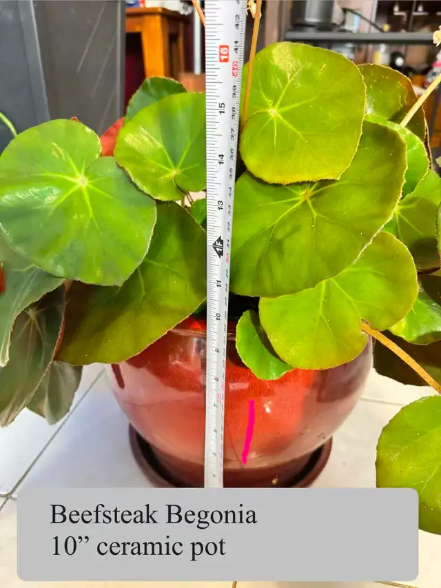Large Flowering Beefsteak Begonia in 10' Ceramic Pot