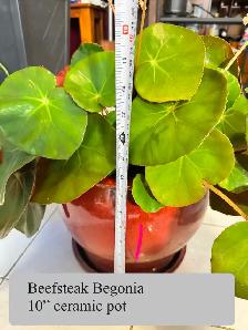 Large Flowering Beefsteak Begonia in 10' Ceramic Pot