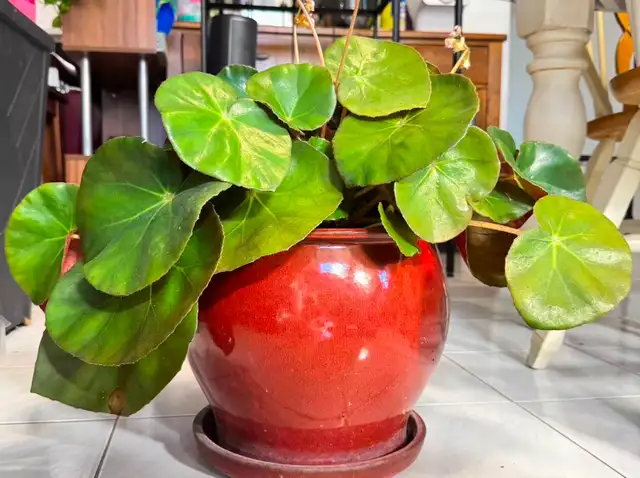 Large Flowering Beefsteak Begonia in 10' Ceramic Pot - Photo 2