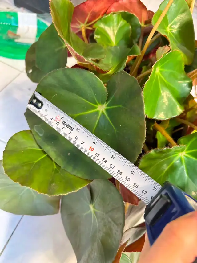 Large Flowering Beefsteak Begonia in 10' Ceramic Pot - Photo 3