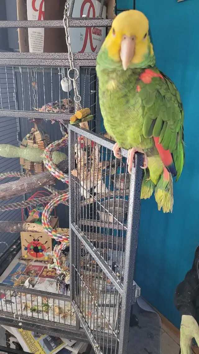 Amazon Parrot - Photo 2