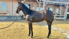 Sweet Thoroughbred Gelding - 2yrs - Video