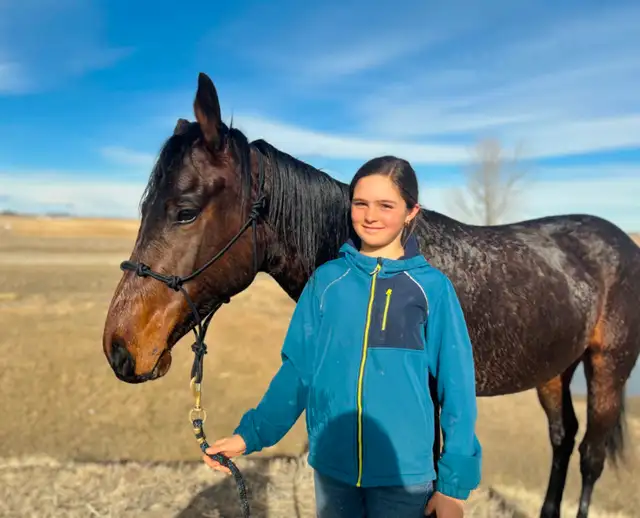 Sweet Thoroughbred Gelding - 2yrs - Video - Photo 7