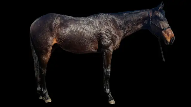 Sweet Thoroughbred Gelding - 2yrs - Video - Photo 9