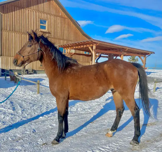 Sweet Thoroughbred Gelding - 2yrs - Video - Photo 10