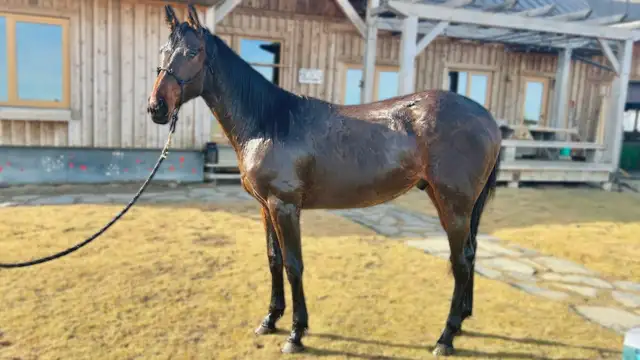Wonderful Thoroughbred Gelding 2 - Video