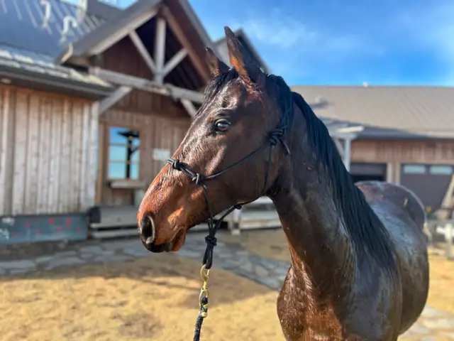 Wonderful Thoroughbred Gelding 2 - Video - Photo 4