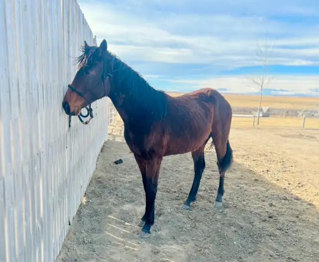 Wonderful Thoroughbred Gelding 2 - Video - Photo 8