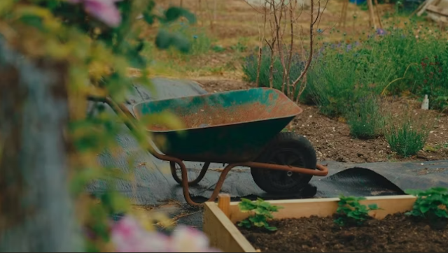 YARD HELP NEEDED - Chatham (Maple City Golf Course Area)