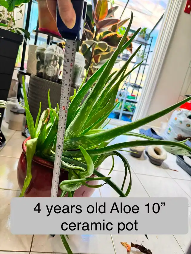 5-Year-Old Aloe Vera – Organic Fertilizer & Growth Booster