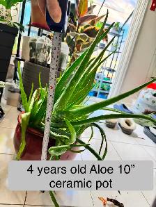 5-Year-Old Aloe Vera – Organic Fertilizer & Growth Booster
