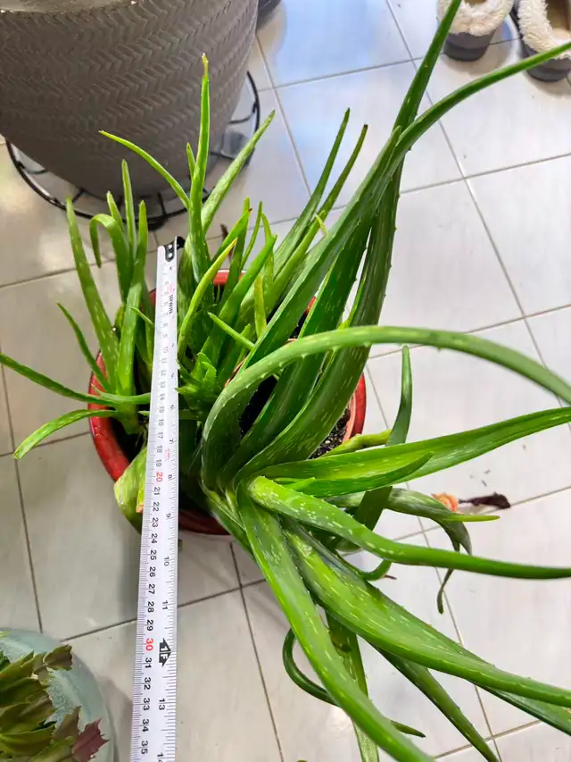 5-Year-Old Aloe Vera – Organic Fertilizer & Growth Booster - Photo 2