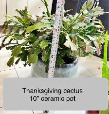 Large WHITE Thanksgiving Cactus In Bud! (10' Ceramic Pot)