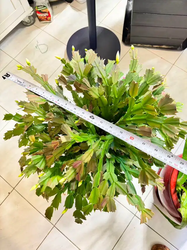 Large WHITE Thanksgiving Cactus In Bud! (10' Ceramic Pot) - Photo 2