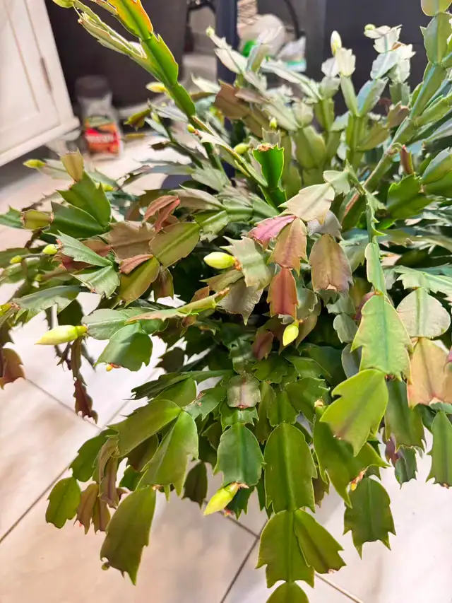 Large WHITE Thanksgiving Cactus In Bud! (10' Ceramic Pot) - Photo 3