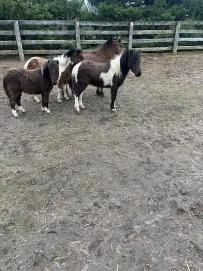 Miniature Horse for sale