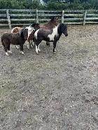 Miniature Horse for sale