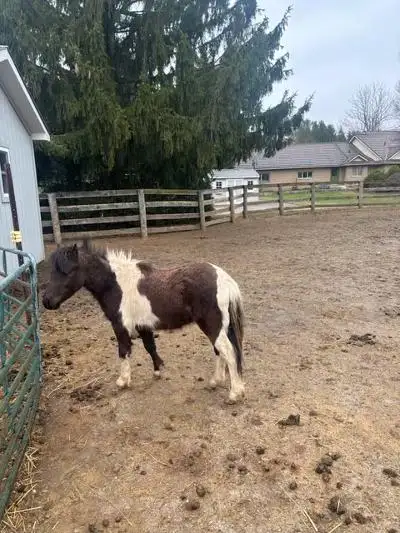 Miniature Horse for sale - Photo 2