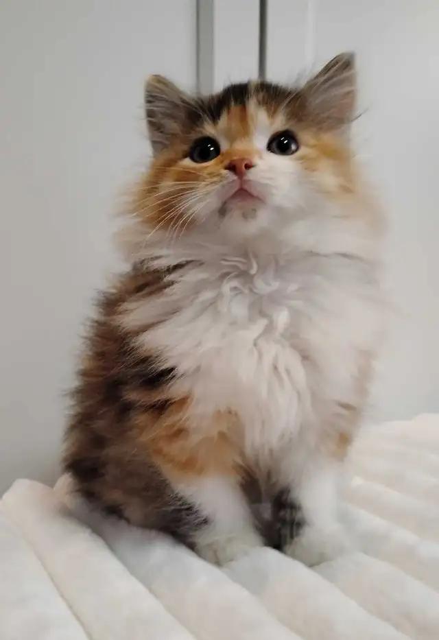 Chaton Sibérien hypoallergénique - Photo 2