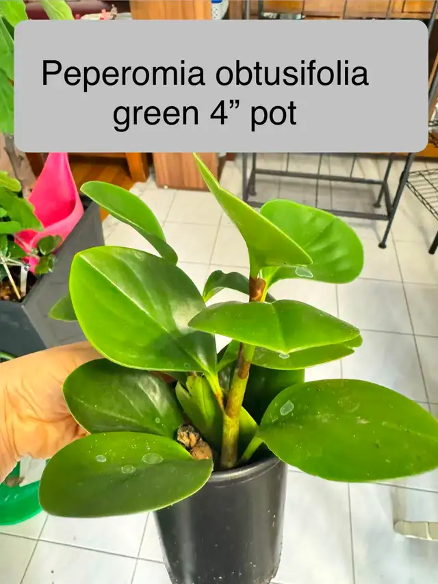 Cute and Healthy 'Baby Rubber Plant' Peperomia Obtusifolia Green