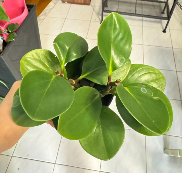 Cute and Healthy 'Baby Rubber Plant' Peperomia Obtusifolia Green - Photo 2