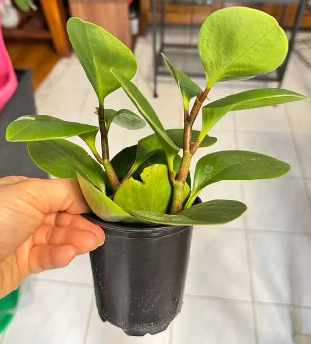 Cute and Healthy 'Baby Rubber Plant' Peperomia Obtusifolia Green - Photo 3