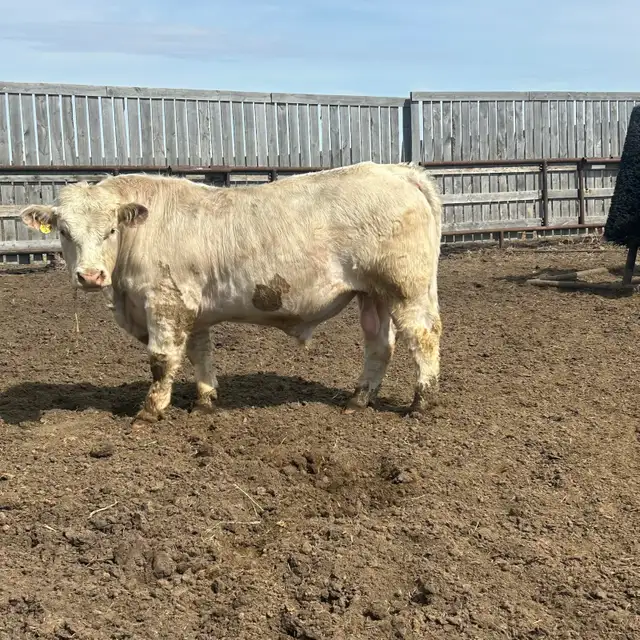 two year-old Charolais Bulls