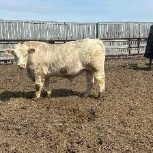 two year-old Charolais Bulls