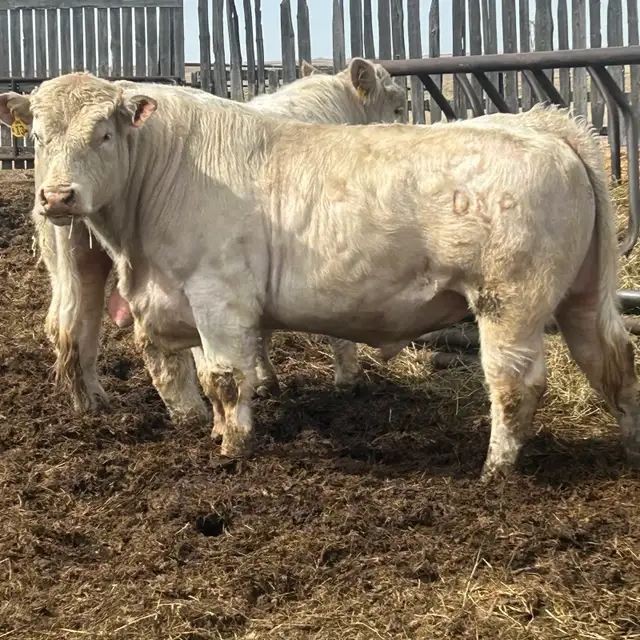 two year-old Charolais Bulls - Photo 2