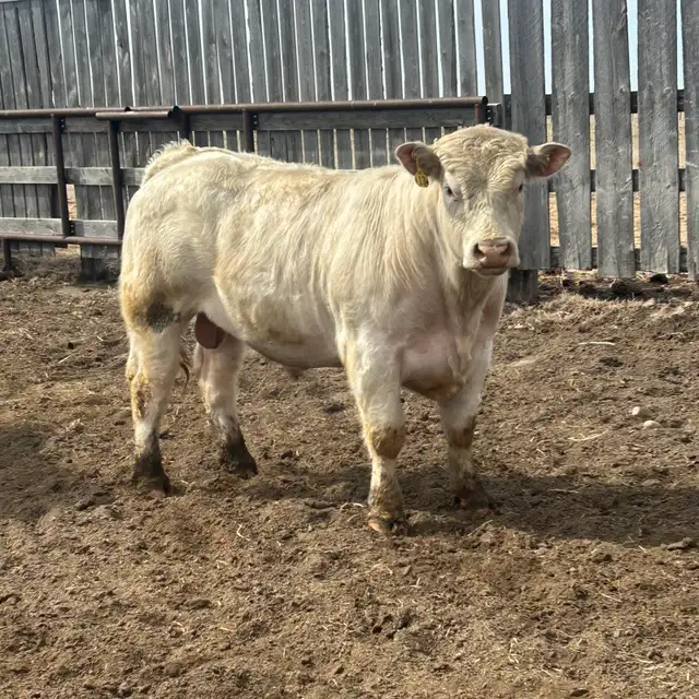 two year-old Charolais Bulls - Photo 3