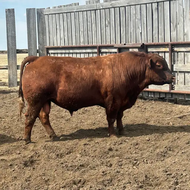 Red Angus
