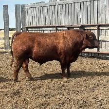 Red Angus