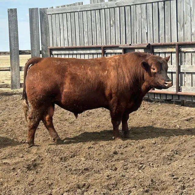 Red Angus - Photo 2