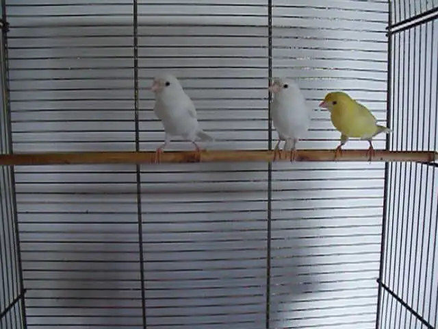 Serins canaris mâles
