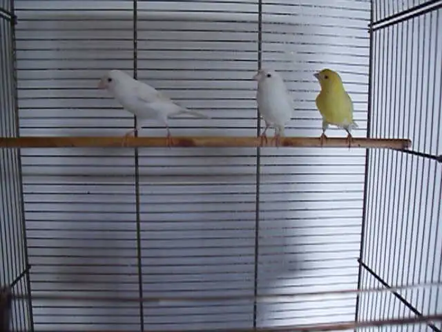Serins canaris mâles - Photo 2