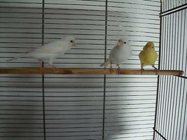 Serins canaris mâles - Photo 3