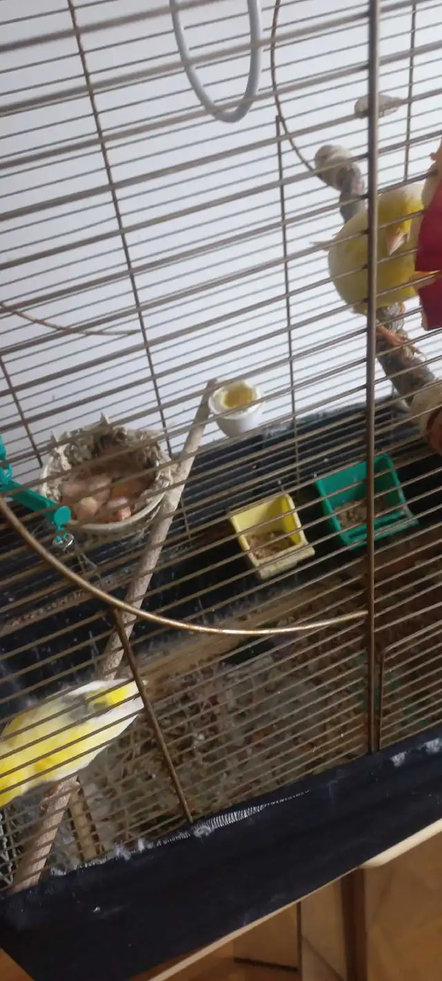 canary birds  for sale / à vendre