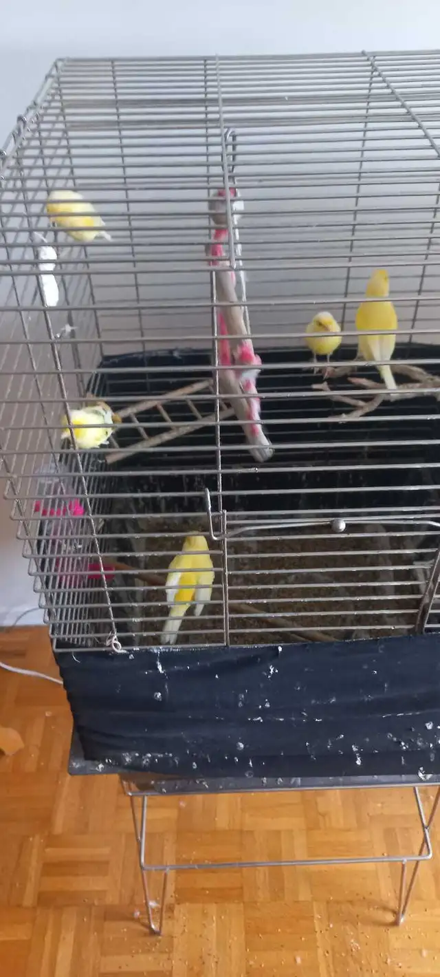 canary birds  for sale / à vendre - Photo 2